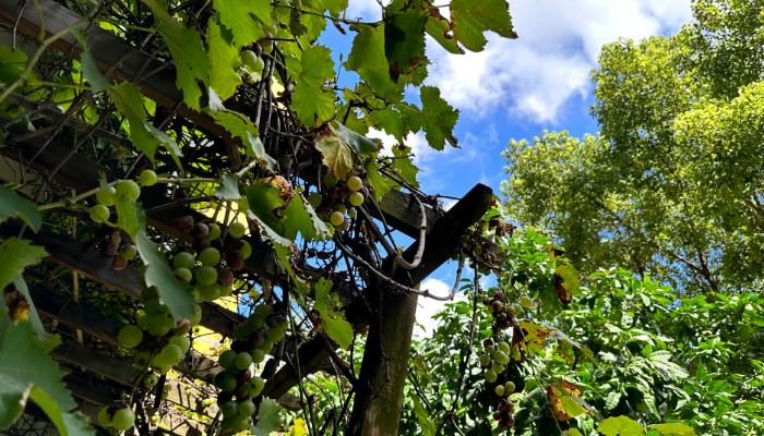 中国·yl23411永利医药销售额达3.5亿元人民币